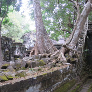 ベンメリア|アンコールワット|カンボジア旅行@ブループラネットツアー