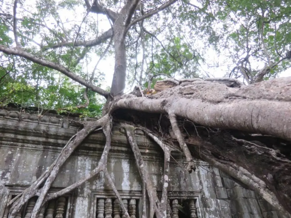 遺跡の屋根を覆う木の根と柱の装飾