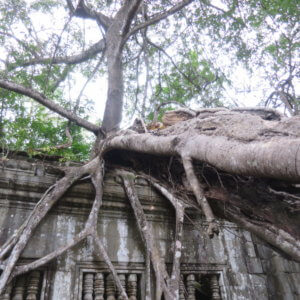 ベンメリア|アンコールワット|カンボジア旅行@ブループラネットツアー