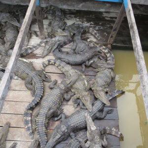 トンレサップ湖|アンコールワット|カンボジア旅行@ブループラネットツアー