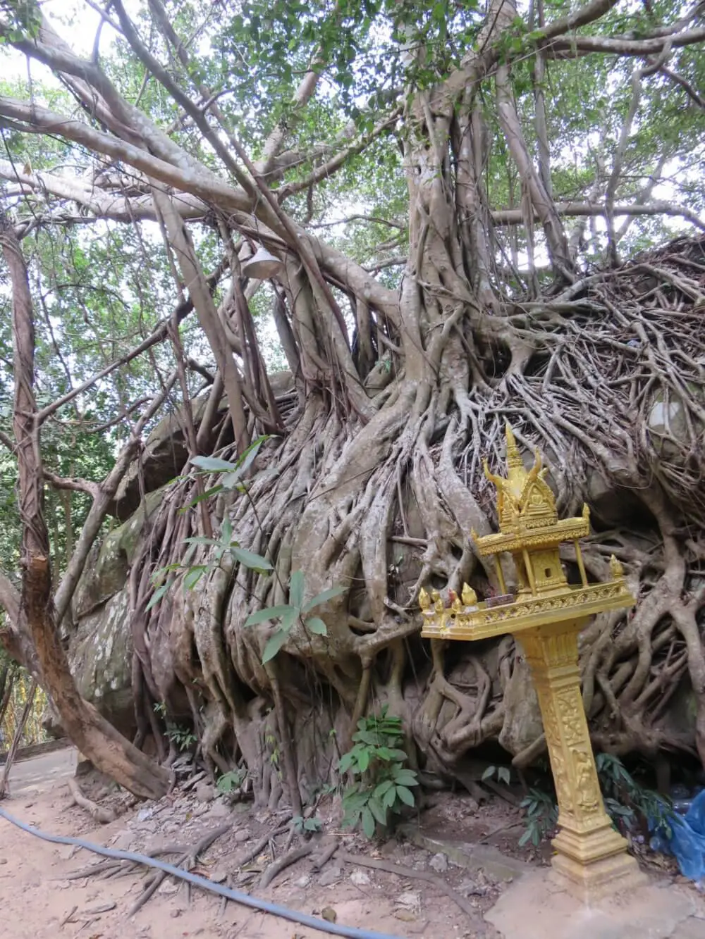 巨大な岩に絡みつくガジュマルの木の根と祠