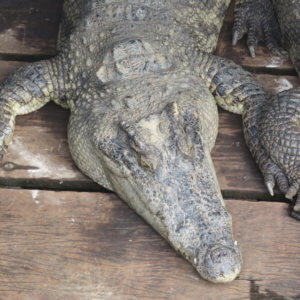 トンレサップ湖|アンコールワット|カンボジア旅行@ブループラネットツアー