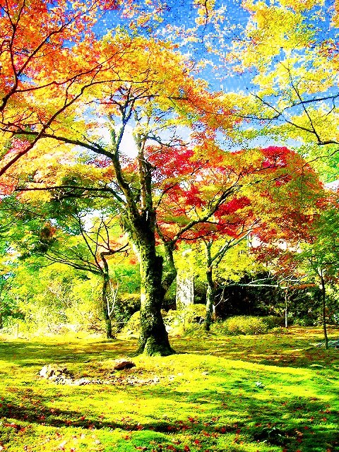 京都 紅葉の道と湯の花温泉