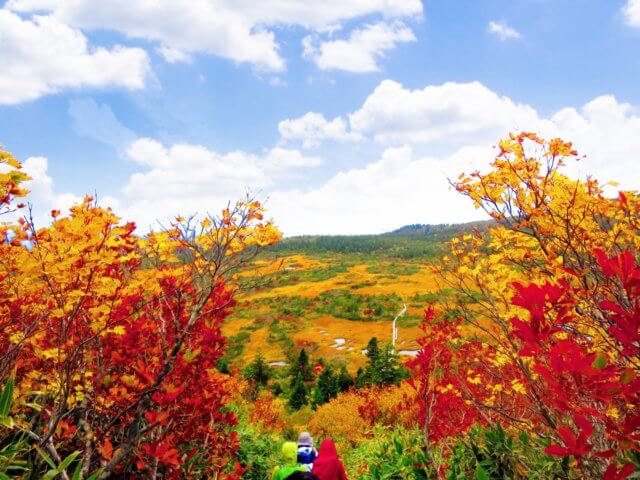 日本|みちのく|八甲田旅行@ブループラネットツアー