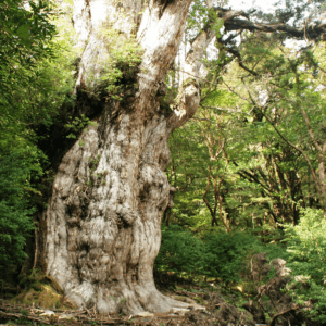 世界遺産・屋久島の森＆温泉と種子島