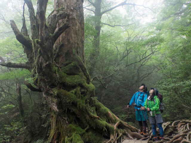 日本|世界遺産|屋久島種子島旅行@ブループラネットツアー