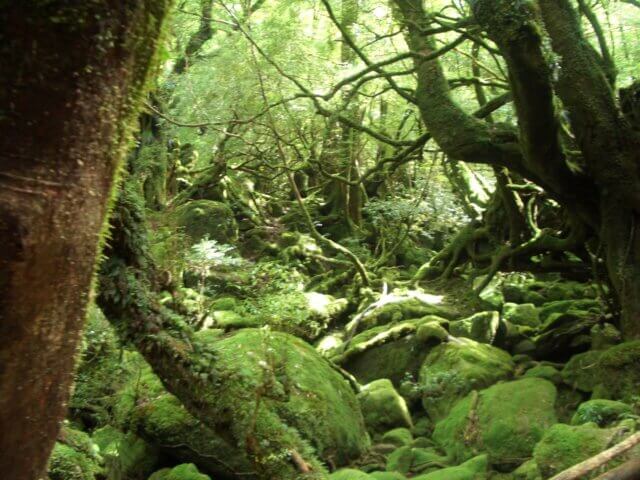日本|世界遺産|屋久島種子島旅行@ブループラネットツアー
