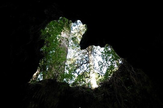 日本|世界遺産|屋久島種子島旅行@ブループラネットツアー