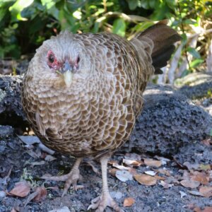 ハワイ|ハワイ島旅行@ブループラネットツアー