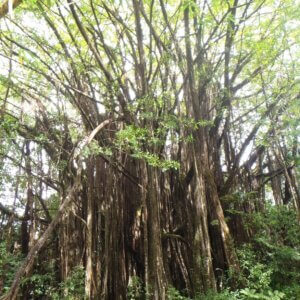 ハワイ|ハワイ島旅行@ブループラネットツアー