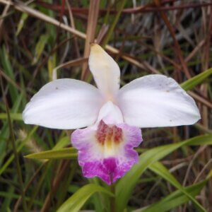 ハワイ|ハワイ島旅行@ブループラネットツアー