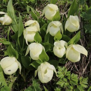 花の浮島と美食の宿 礼文島と利尻島&最北の稚内温泉4日間