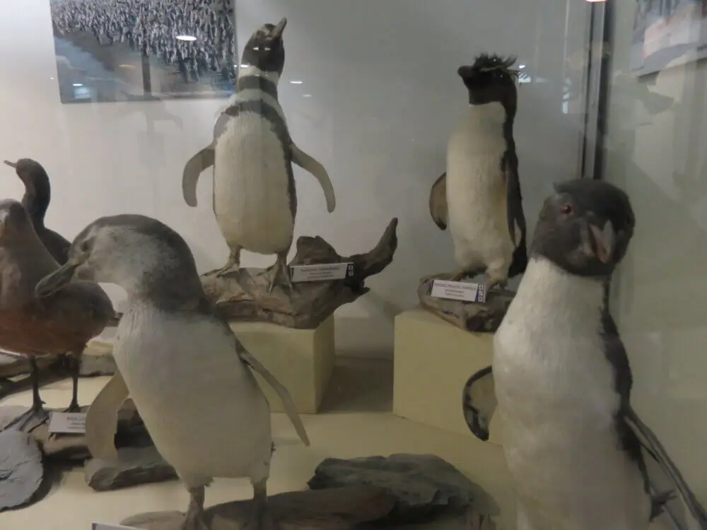 世界の果て博物館に展示された剥製のペンギンたち。