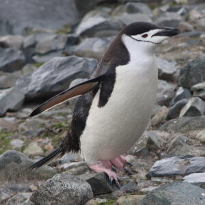 ペンギン|ヒゲペンギン|南極上陸|南極クルーズ船|南極・南極上陸クルーズ旅行@ブループラネットツアー