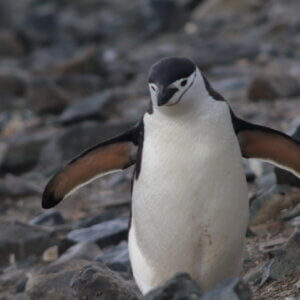 ペンギン|ヒゲペンギン|南極上陸|南極クルーズ船|南極・南極上陸クルーズ旅行@ブループラネットツアー