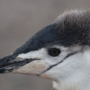 南極クルーズ船|南極・南極上陸クルーズ旅行@ブループラネットツアー