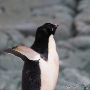 ペンギン|アデリーペンギン|南極上陸|南極クルーズ船|南極・南極上陸クルーズ旅行@ブループラネットツアー