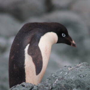 ペンギン|アデリーペンギン|南極上陸|南極クルーズ船|南極・南極上陸クルーズ旅行@ブループラネットツアー