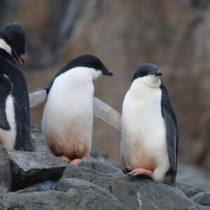 ペンギン|アデリーペンギン|南極上陸|南極クルーズ船|南極・南極上陸クルーズ旅行@ブループラネットツアー