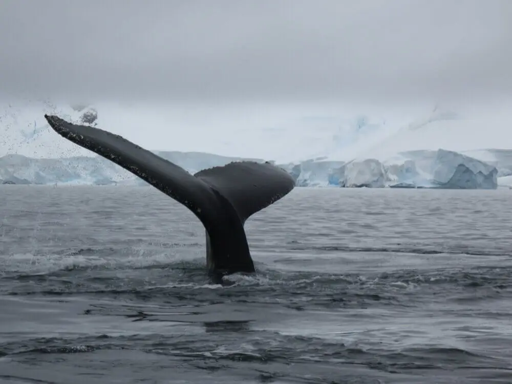 南極の海に潜っていくザトウクジラの尾びれ。