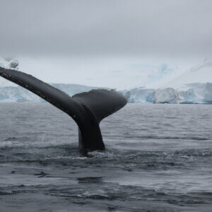 南極クルーズ船｜南極・南極上陸クルーズ旅行＠ブループラネットツアー