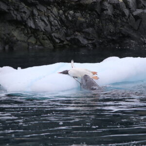 南極クルーズ船|南極・南極上陸クルーズ旅行@ブループラネットツアー