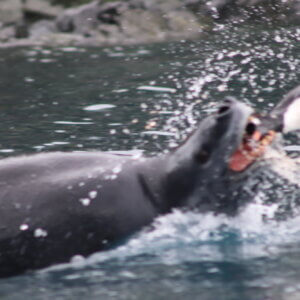 南極クルーズ船|南極・南極上陸クルーズ旅行@ブループラネットツアー