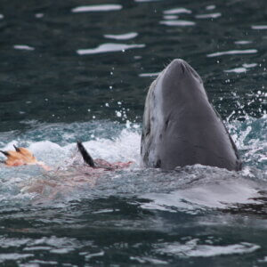 南極クルーズ船|南極・南極上陸クルーズ旅行@ブループラネットツアー