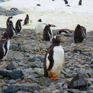 南極クルーズ船|南極・南極上陸クルーズ旅行@ブループラネットツアー