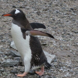 ペンギン|ゼンツーペンギン|南極上陸|南極クルーズ船|南極・南極上陸クルーズ旅行@ブループラネットツアー