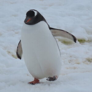 南極クルーズ船|南極・南極上陸クルーズ旅行@ブループラネットツアー