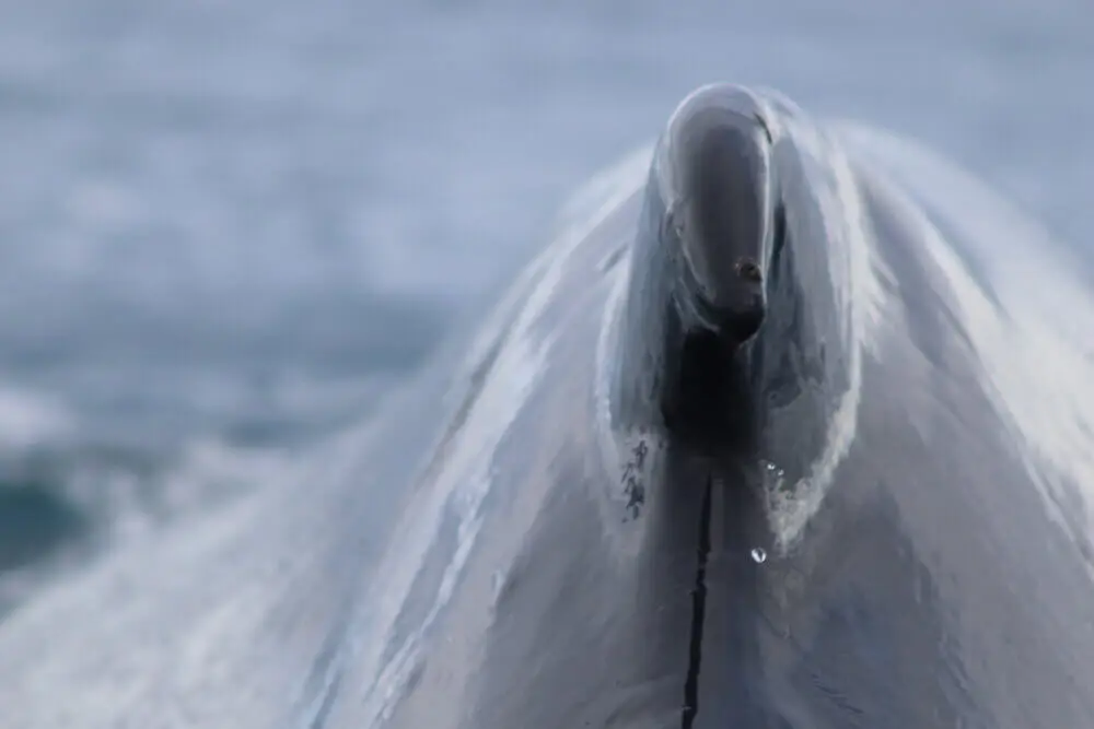 水面近くのザトウクジラの背中と噴気孔のアップ。