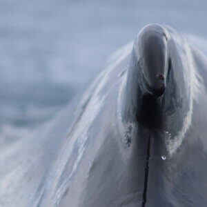 南極クルーズ船｜南極・南極上陸クルーズ旅行＠ブループラネットツアー