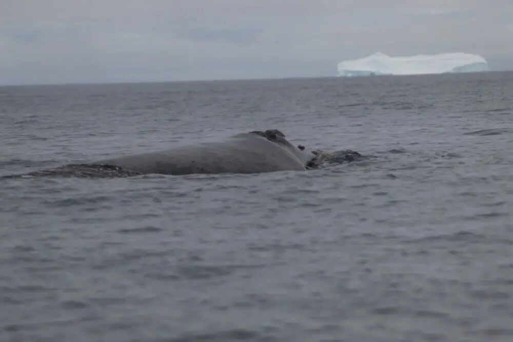 ミナミセミクジラの体と遠くの氷山が見える南極の海。