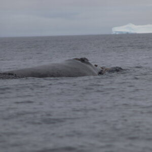 南極クルーズ船｜南極・南極上陸クルーズ旅行＠ブループラネットツアー