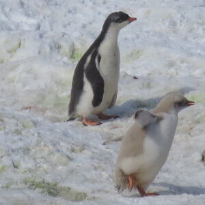 南極クルーズ船|南極・南極上陸クルーズ旅行@ブループラネットツアー