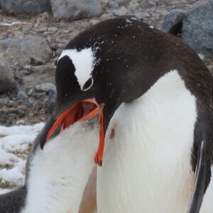 南極クルーズ船|南極・南極上陸クルーズ旅行@ブループラネットツアー