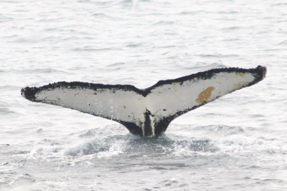 南極の海から大きく跳ね上がったクジラの尾。