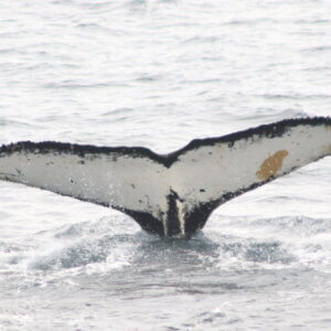 南極クルーズ船｜南極・南極上陸クルーズ旅行＠ブループラネットツアー
