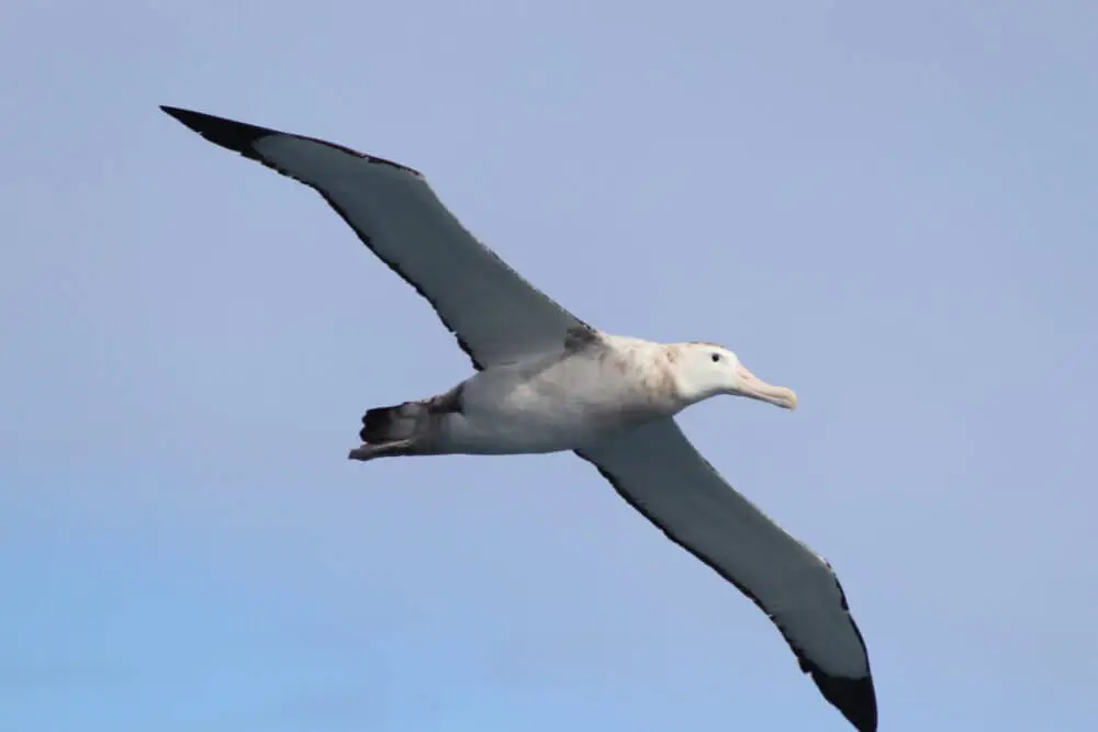 青空を悠々と飛ぶワタリアホウドリ。広げた翼に風を捉える。