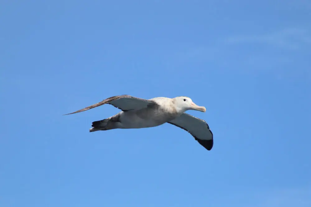 澄み切った青空を滑空するワタリアホウドリ。風を読み進む。