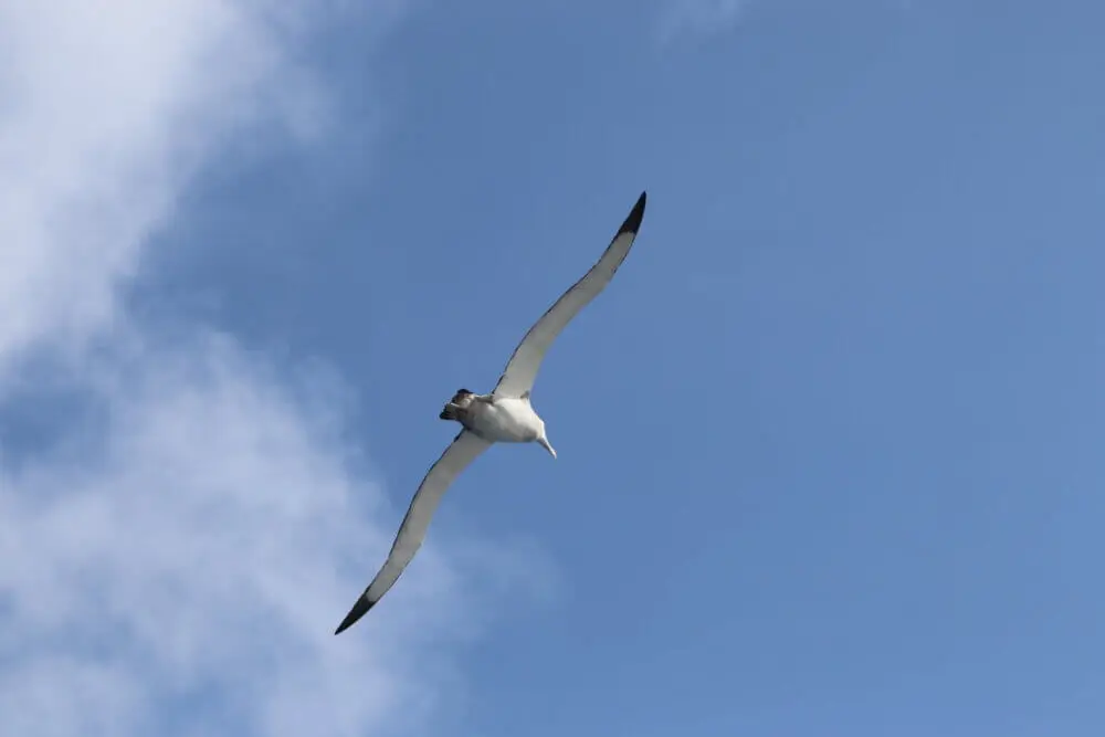 青空に浮かぶ雲を背景に、ワタリアホウドリが悠然と飛ぶ。