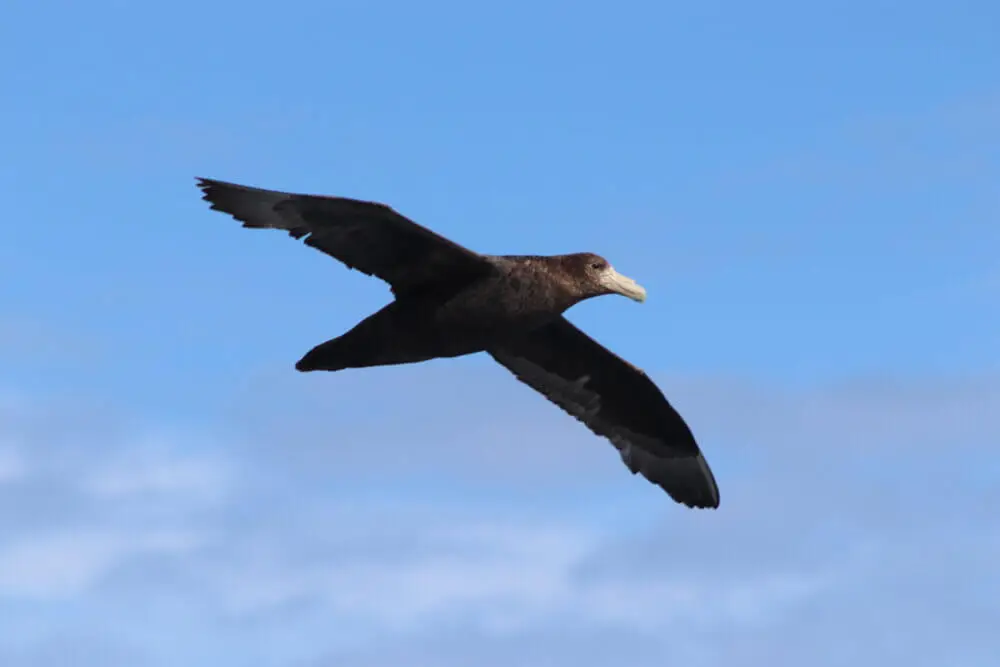 青空を力強く羽ばたく褐色の海鳥。広い翼が風を掴む。
