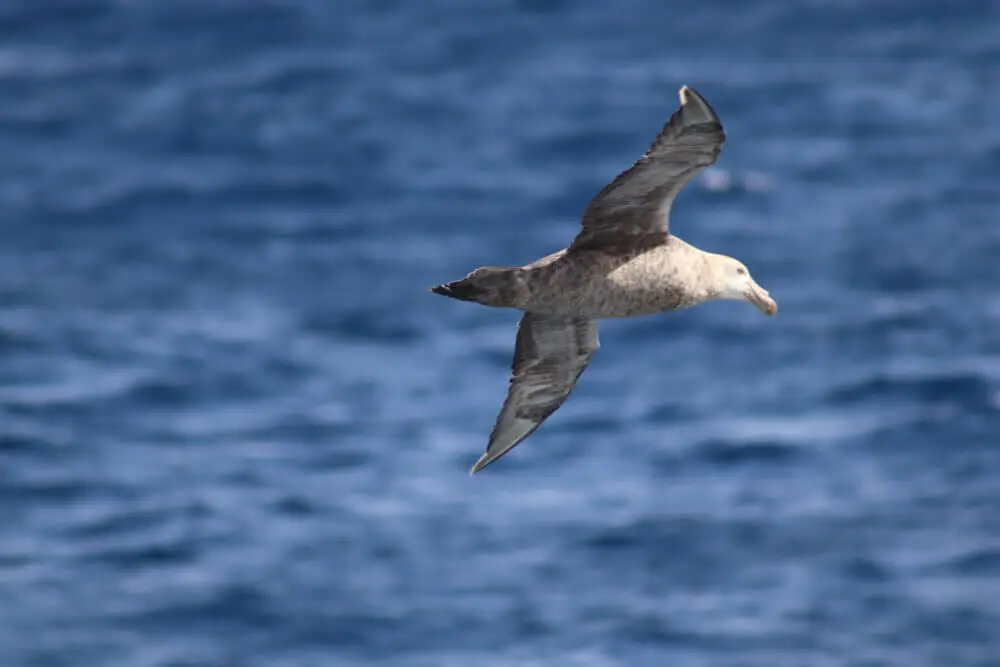青い海の上空を優雅に飛ぶ海鳥。翼で風を捉える。