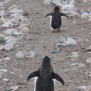 南極クルーズ船|南極・南極上陸クルーズ旅行@ブループラネットツアー