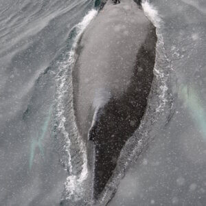 南極クルーズ船｜南極・南極上陸クルーズ旅行＠ブループラネットツアー