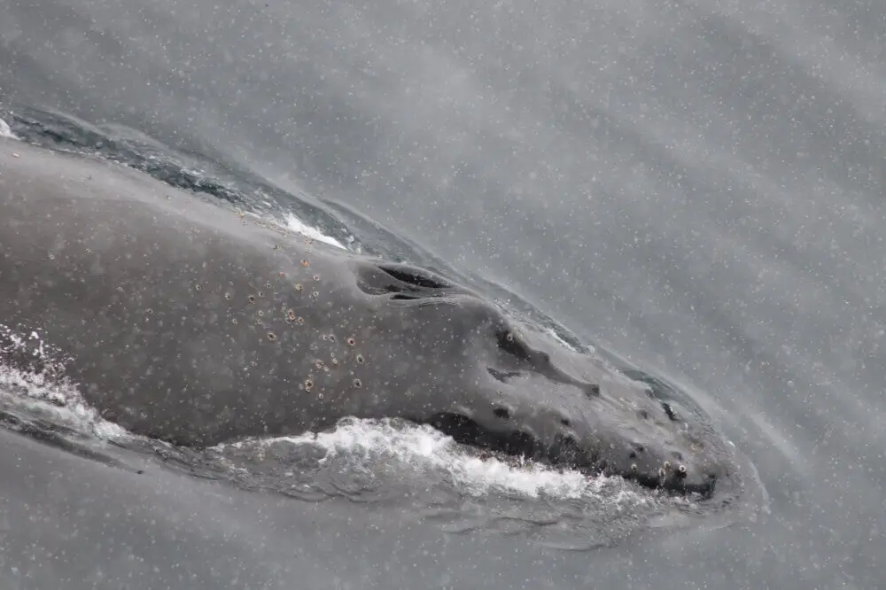 南極海を泳ぐクジラの頭部が水面に現れた様子