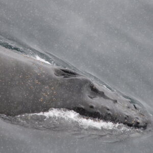 南極クルーズ船｜南極・南極上陸クルーズ旅行＠ブループラネットツアー