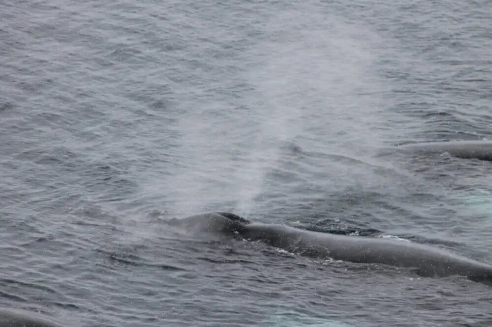 南極海で潮を吹くクジラと別のクジラたち