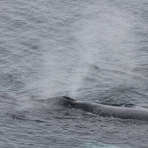 南極クルーズ船｜南極・南極上陸クルーズ旅行＠ブループラネットツアー